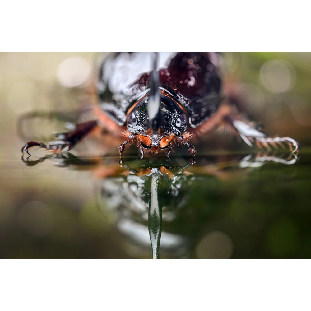 Laowa 100mm f/2.8 Tilt-Shift 1x Macro Lens - Image 11