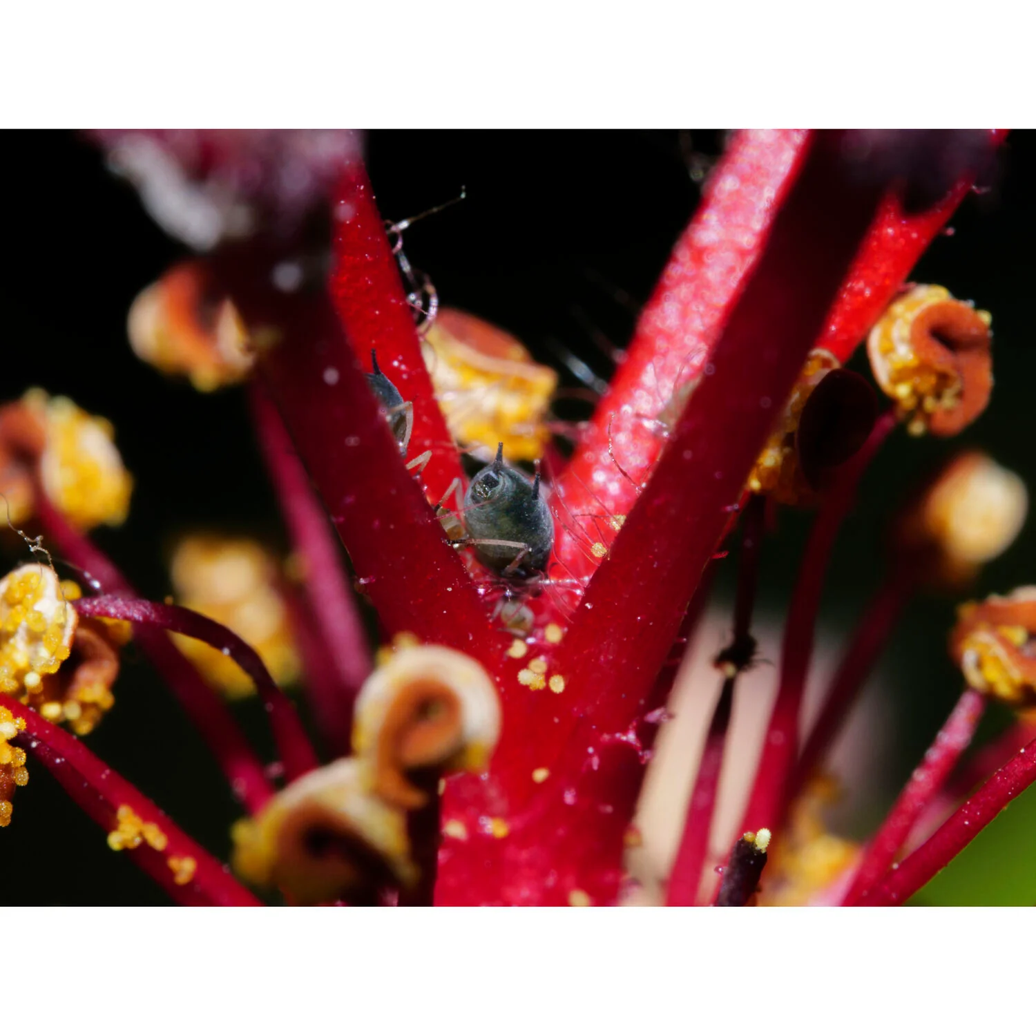 Laowa 90mm f/2.8 2x Ultra Macro APO Lens for Micro Four Thirds - Image 11