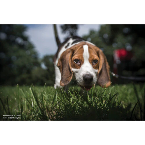 Lensbaby Trio 28mm f/3.5 Lens for Canon M - Image 16