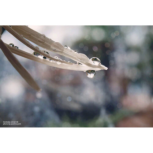 Lensbaby Velvet 56mm f/1.6 Lens for Nikon Z - Image 8