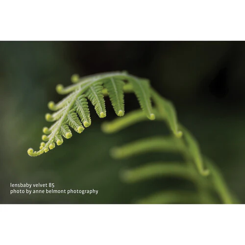 Lensbaby Velvet 85mm f/1.8 Lens for Micro Four Thirds - Image 7