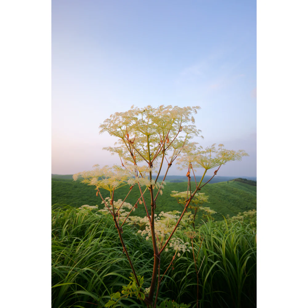 Panasonic Lumix S 18-40mm f/4.5-6.3 Lens - Image 16