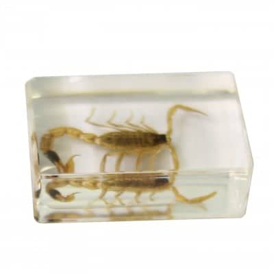 Saxon Resin Preserved Specimen - Scorpion - Image 3