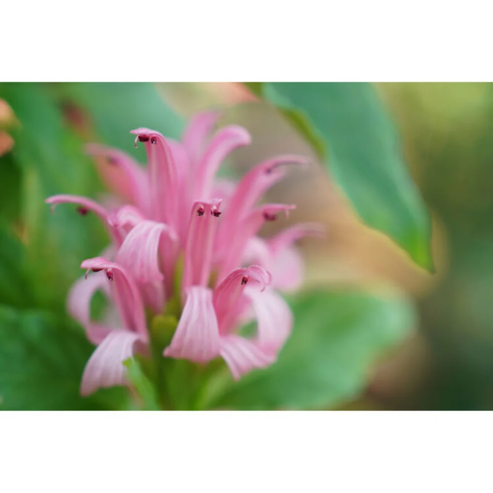 Sony A7R V with 16-35mm F2.8 GM II, FE 24-70mm F2.8 GM II and FE 70-200mm F2.8 GM II Lens - Image 60